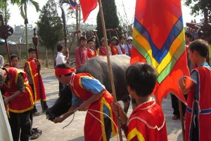Lễ hội cầu trâu ở Hương Nha, Phú Thọ