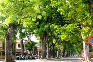 Tuyên truyền thực hiện Đề án Cải tạo hệ thống cây xanh Thành phố Hà Nội giai đoạn 2014 -2015