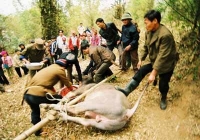 Lễ hội vật trâu giằng búa (Phú Thọ)