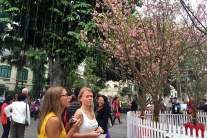 Không gian hoa Anh đào: Không gian của Văn hóa và Ý thức