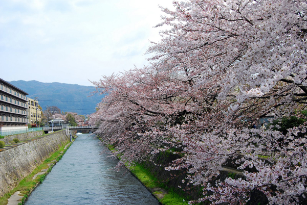 sakura 1