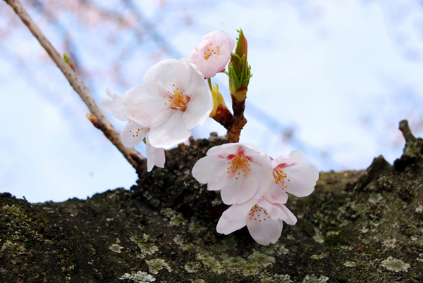 sakura 10