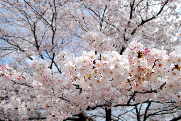 sakura 2