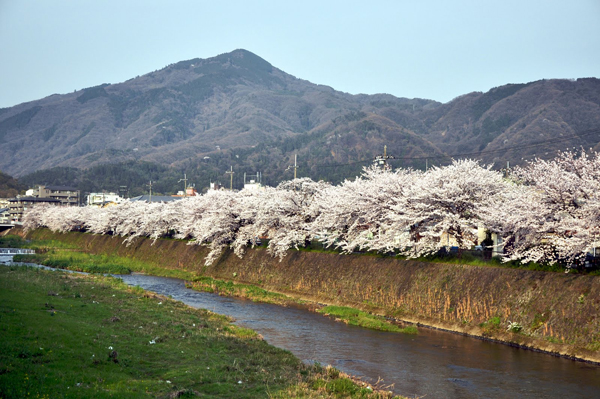 sakura 22