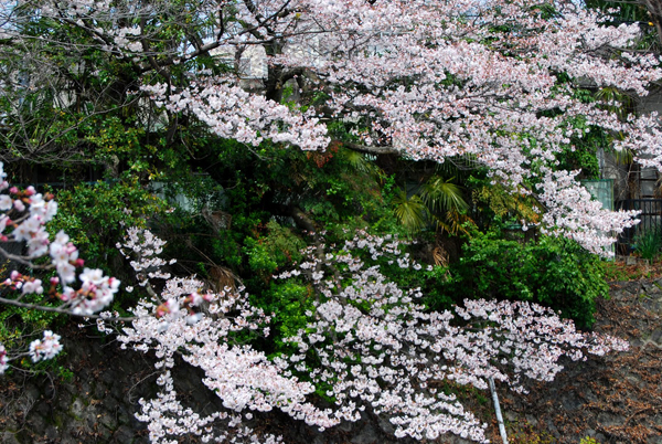 sakura 7