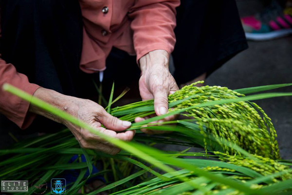 Trải nghiệm tại Làng Cốm Mễ Trì 