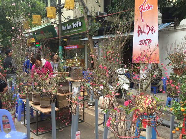 Hoa đào bung cánh nở trong ngày giáp Tết nắng ấm