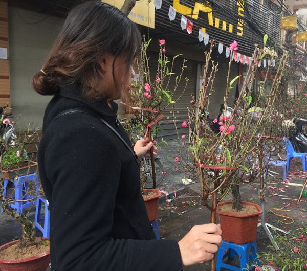 Năm nay, những cành đào "mini" được người dân ưa chuộng và tìm mua
