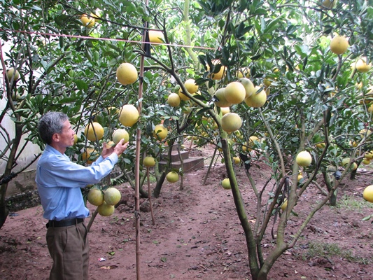 Nhờ tích cực chuyển đổi cơ cấu kinh tế nông nghiệp, thu nhập của người dân được cải thiện đáng kể