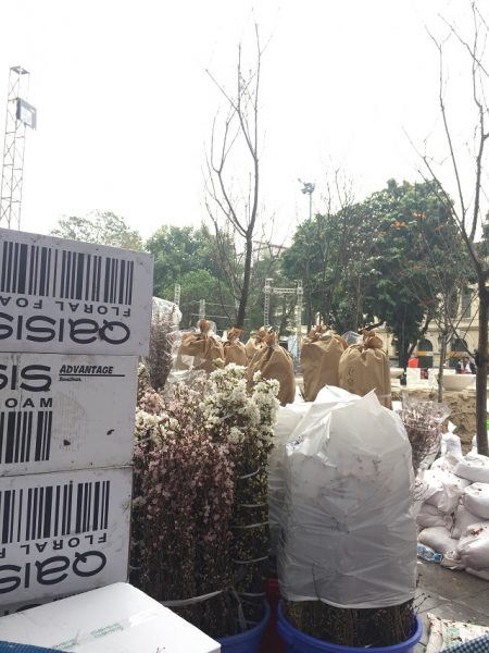 Những cành hoa Anh đào đã được mang về tập kết tại khu vực trưng bày
