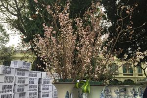 Sẽ không được có hoa giả tại Triển lãm hoa Anh đào