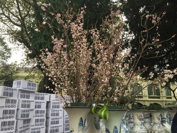 Những bình hoa Anh đào đầu tiên được cắm phục vụ Triển lãm