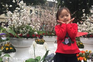 Triển lãm hoa Anh đào được kéo dài thêm 1 ngày