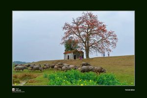 Tháng Ba – Mùa hoa gạo
