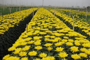 Tây Tựu phát triển nghề trồng hoa