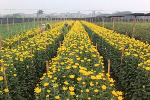 Nét đẹp làng nghề truyền thống hoa Tây Tựu