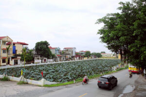 Liên Bạt – miền quê xanh, sạch, đẹp