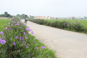Tuổi trẻ huyện Thường Tín triển khai nhiều hoạt động thiết thực vì cộng đồng