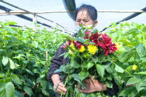 Làng hoa Tây Tựu vào Tết