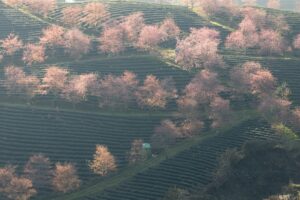 Triển lãm ảnh “Đất nước vào xuân”