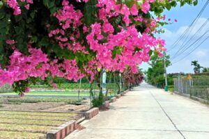 Cho những miền quê ngày càng xanh, sạch, đẹp