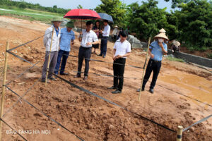 Triển khai công tác khai quật khảo cổ khẩn cấp kiến trúc gạch tại xã Hồng Hà (huyện Đan Phượng)