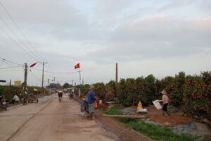 Tàm Xá – Làng nghề quất cảnh vào Xuân