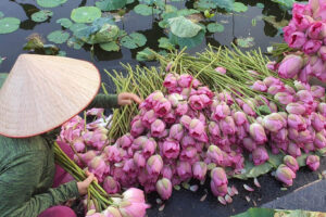 Lễ hội Sen lần đầu tiên diễn ra tại Hà Nội