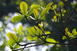 “Hái lộc” – Thực hành nếp sống văn minh đầu Xuân